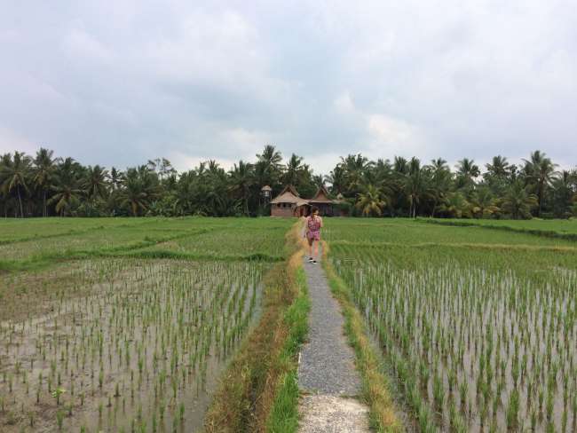 Reisfelder 