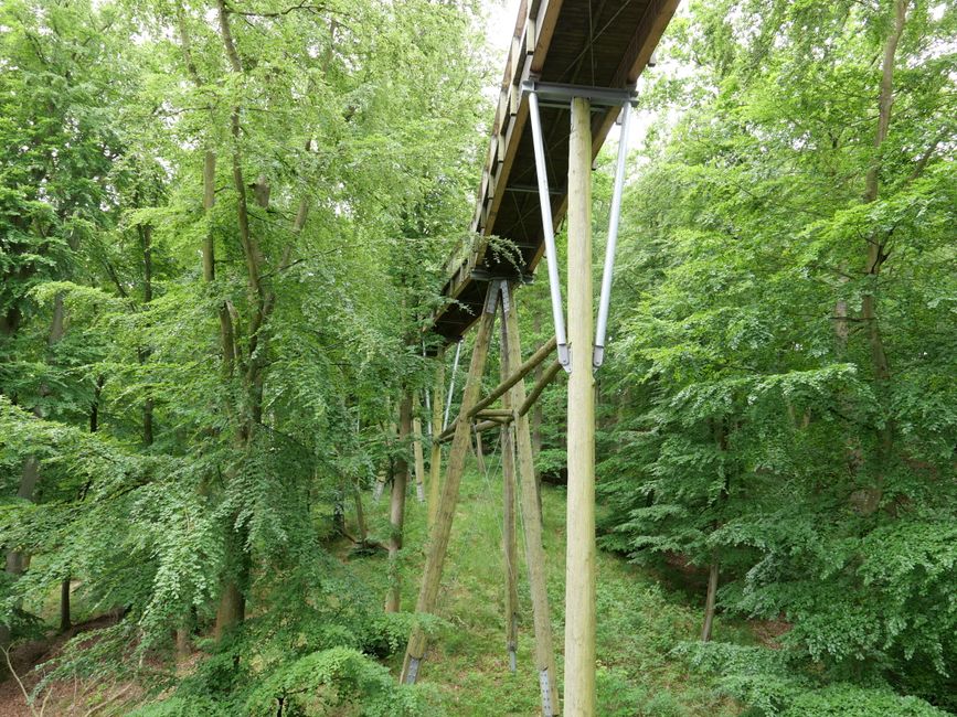2022-June-Binz for hikers - Part 2 - Rügen Nature Heritage Center with treetop walkway