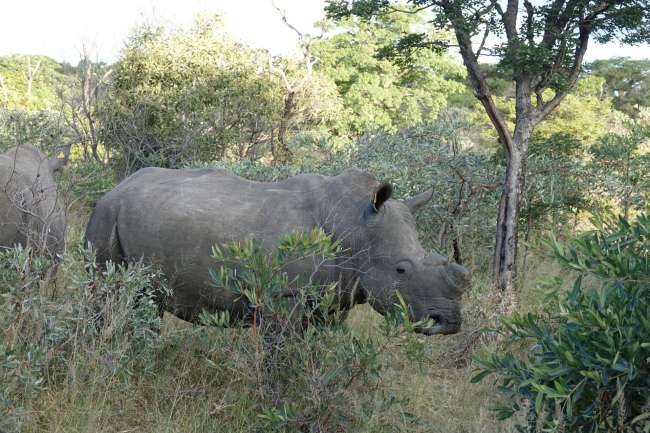 Day 26 Rhino Trekking