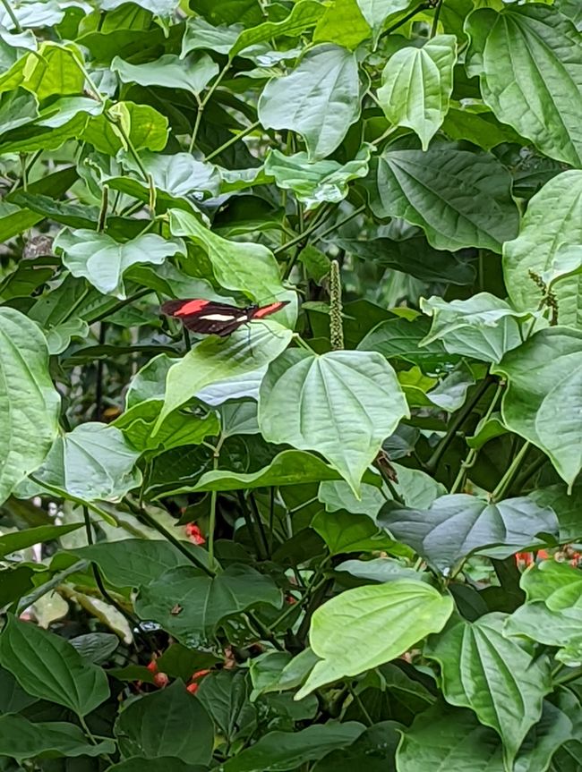 07.06.2022 - Vogelpark und Wasserfälle