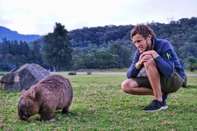 Wombats sind so toll