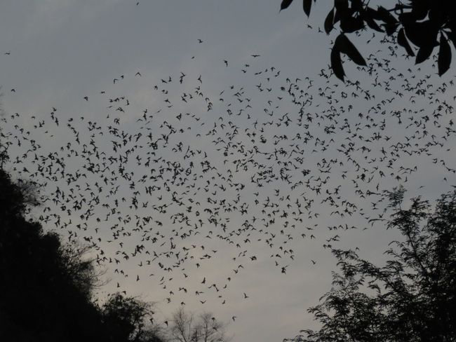 Millions of bats