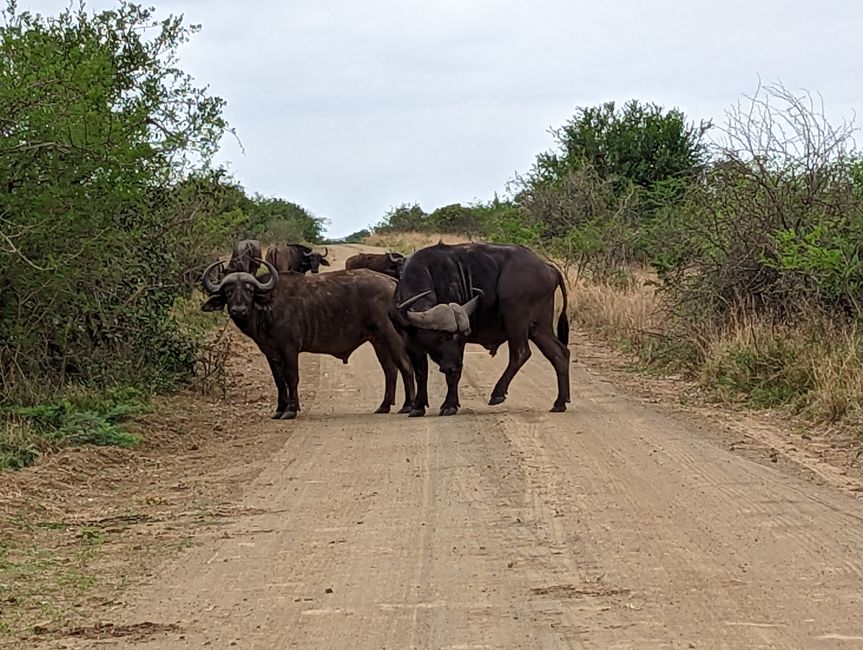 Hluhluwe-Imfolozi-Nationalparks