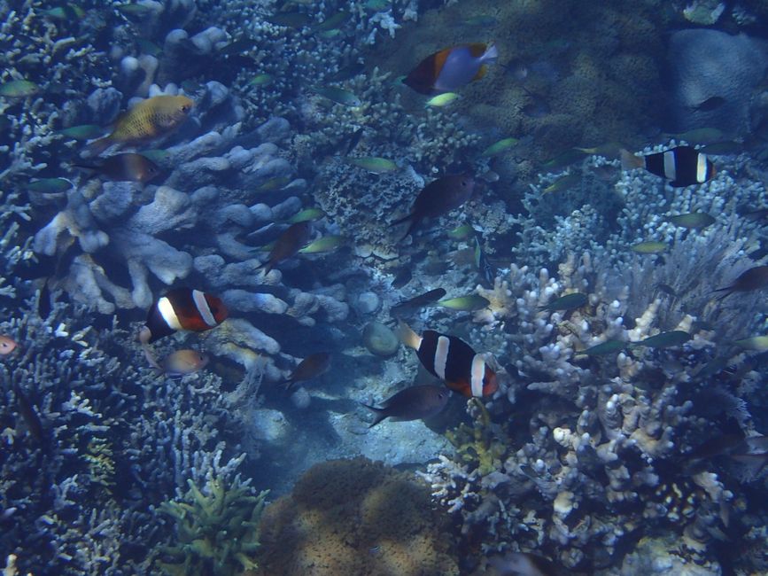 Snorkeling in Bunaken NP - Clownfish