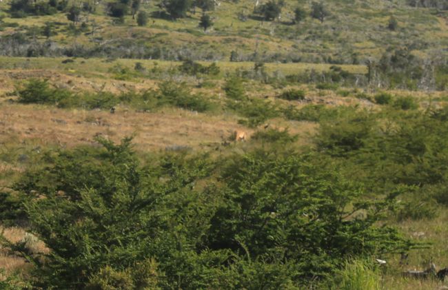 ein Puma aus weiter Ferne in der patagonischen Steppe