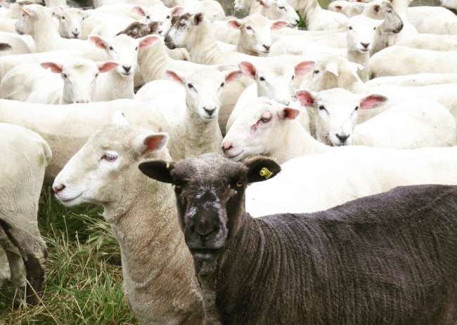 Sheep Farm in Bulls