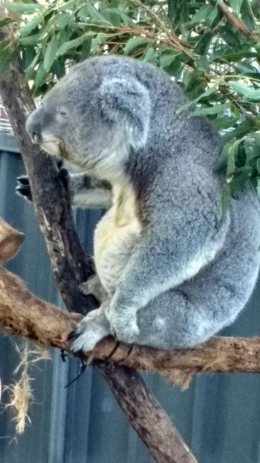 Old Bottelbutt and Koalas