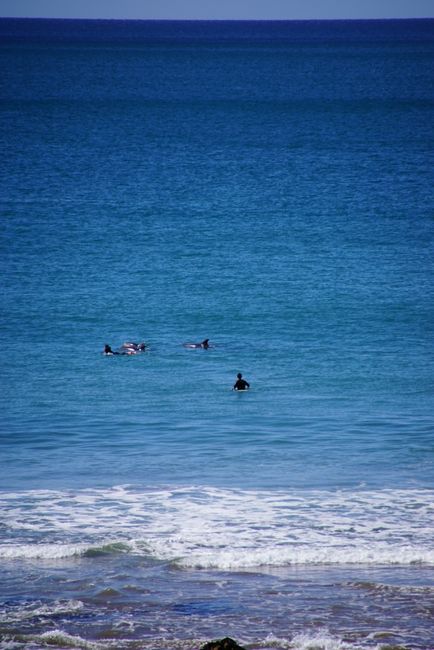 Delfine in der Te Karo Bay