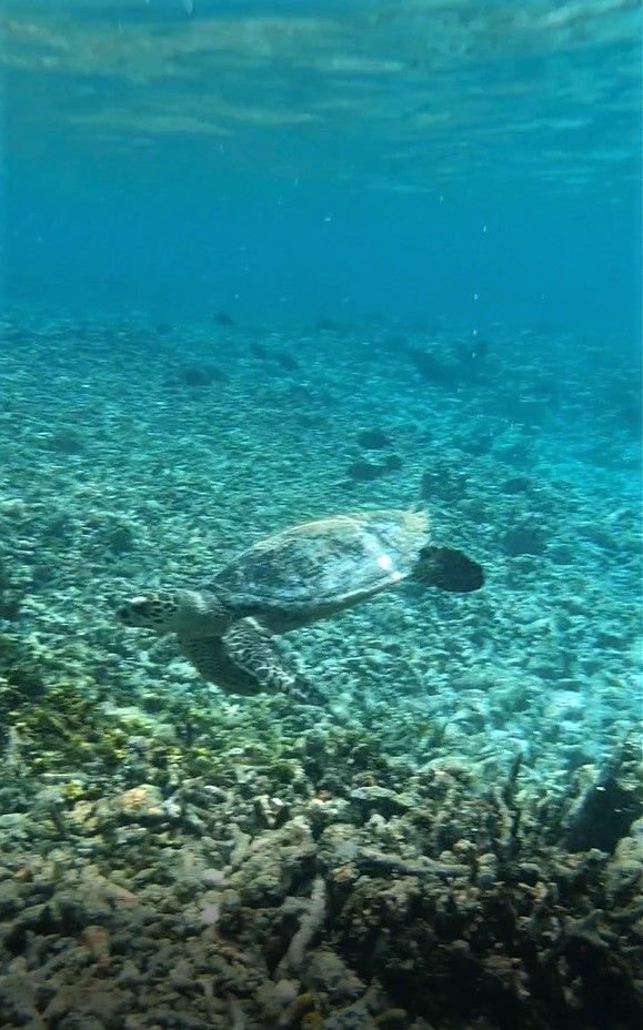 Maldives Day 10 - Dream Island with Turtle 🐢