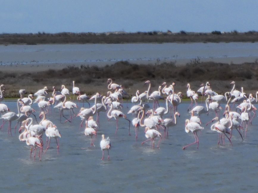 Viele Flamingos 