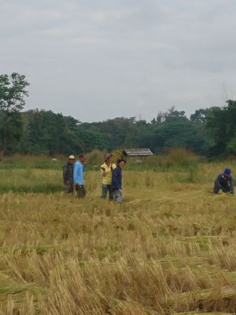 The rice farmers