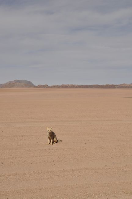 Wüstenfuchs auf der Suche nach Fressbarem