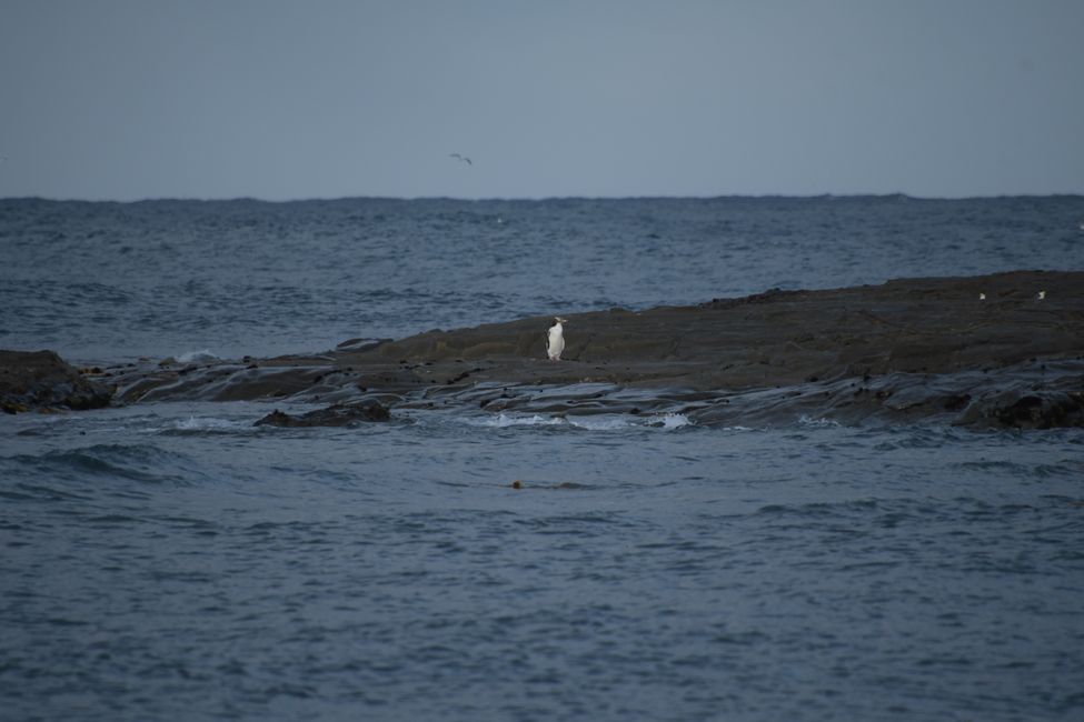 Catlins - Gelbaugenpimguin in Jack's Bay
