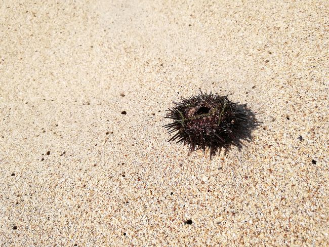 Beware of sea urchins