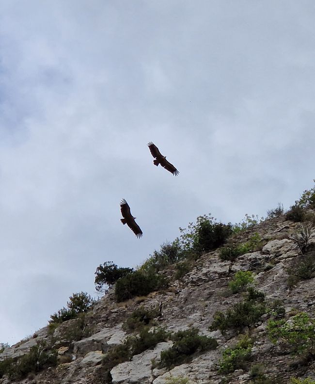 Hiking with the vultures
