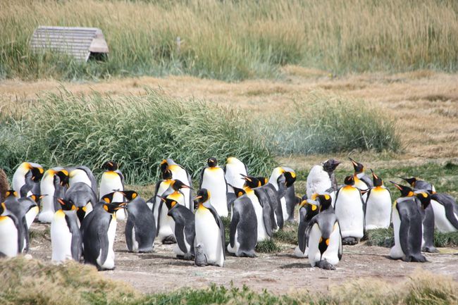King penguins - the true penguins