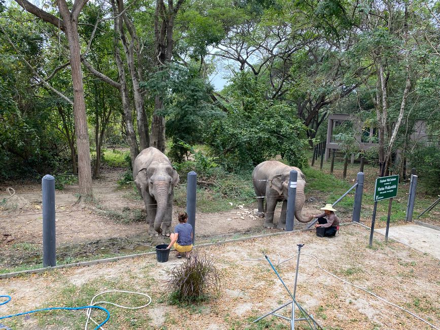14.01.2023 – Elefanten in Hua Hin und Tauchen auf Koh Tao