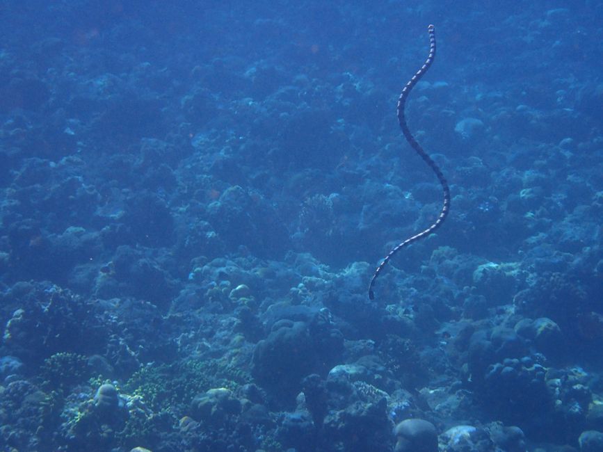 Indonesia - North Sulawesi - Bunaken NP - Sea Snake