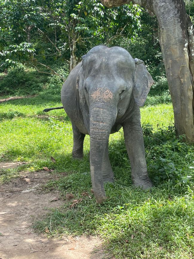 IPhuket Elephant Sanctuary