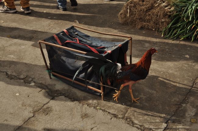 In Saquisilí itself (the large animal market is a bit outside) you can also buy fighting cocks at the small animal market