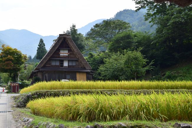 Häuschen mit erntereifem Reisfeld