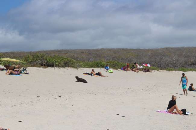 Galapagos - Be careful not to step on a rare animal!