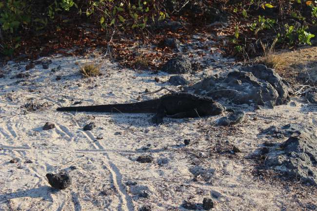 Galapagos - Be careful not to step on a rare animal!