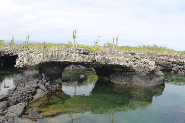 Galapagos - Pass auf, dass du nicht auf ein seltenes Tier trittst!
