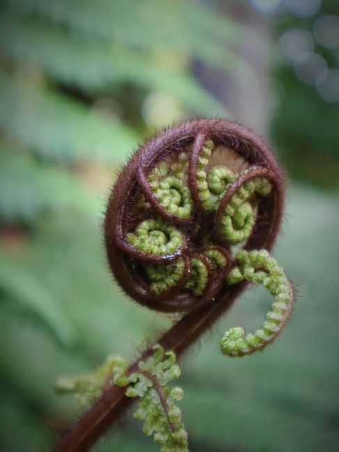 Typical fern