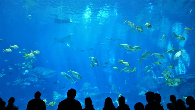 Georgia Aquarium - the largest aquarium