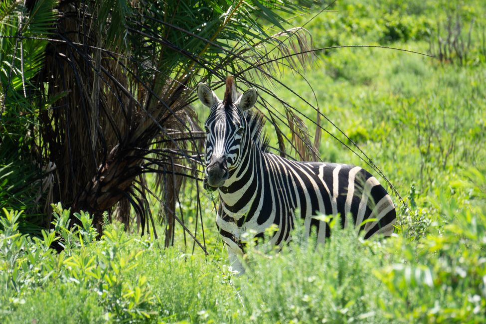 Zebra im Wetland Park