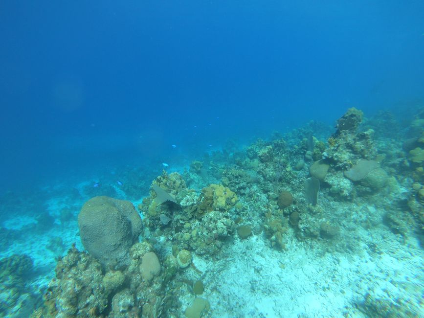 Coral reef at Punta Perdiz