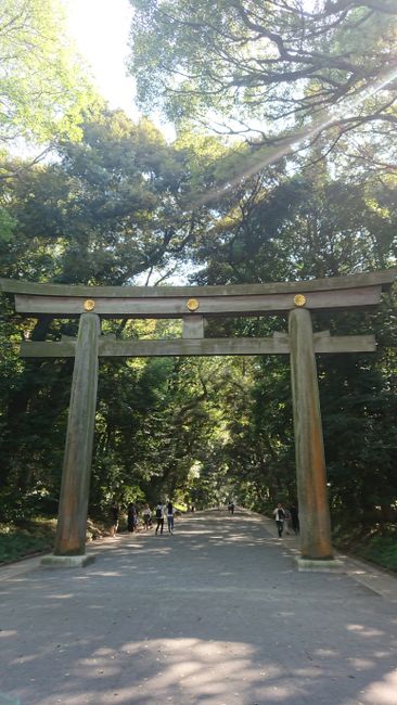 First through the forest to the Meiji Shrine - over 100,000 donated trees for the construction of the shrine