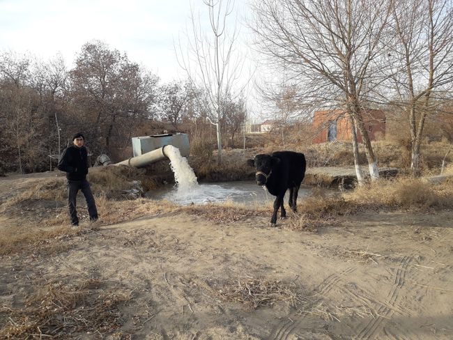 Uncle, cattle, and pumping station