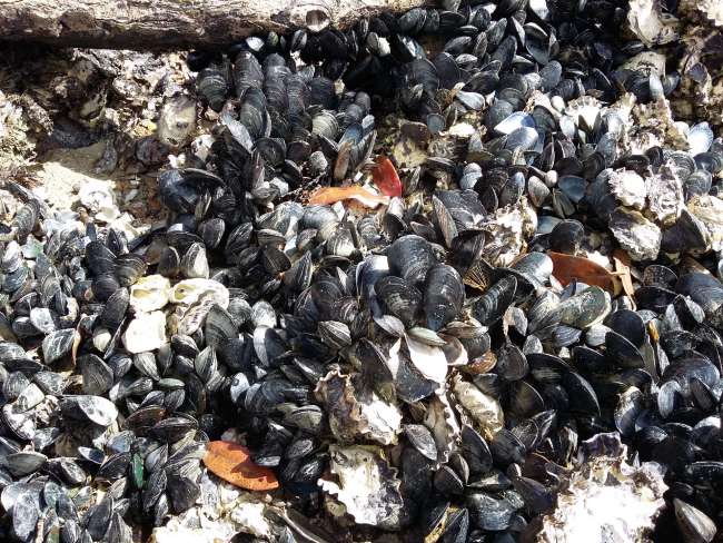 mussel beach