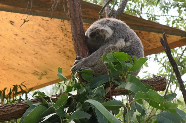 Schlafender Koala 