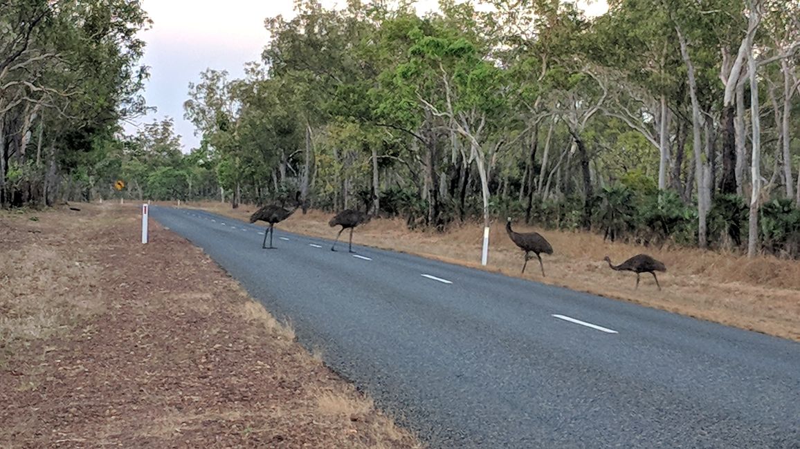 Emus haben Vorfahrt