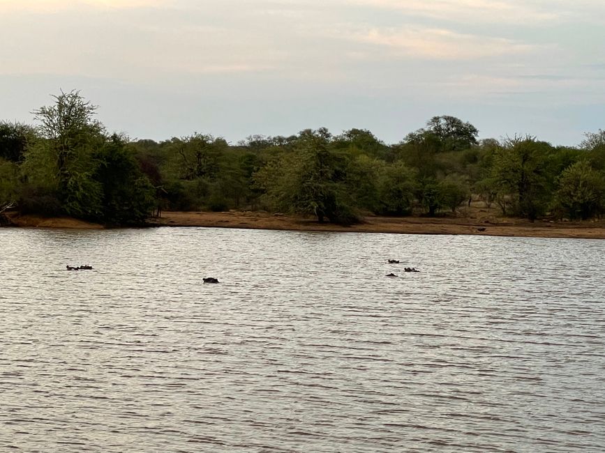 Nilpferde im Wasser im Tshukudu 
