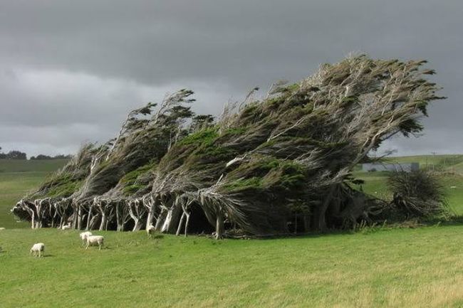 Wind-Crooked Trees 1