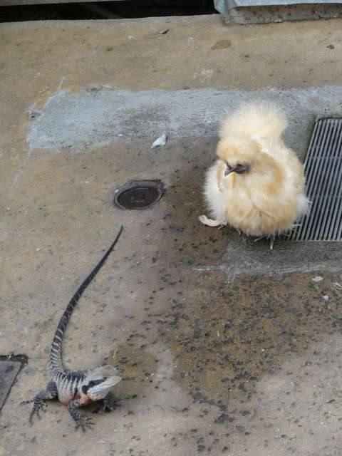Fluffy chicken with a toy