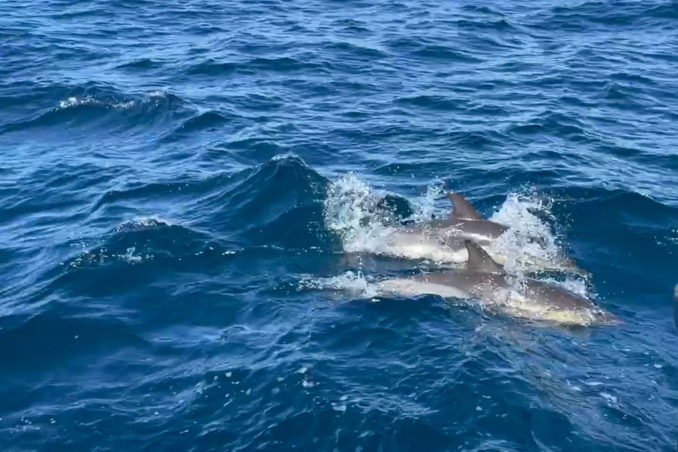Gibraltar- sava leh dolphin inkar
