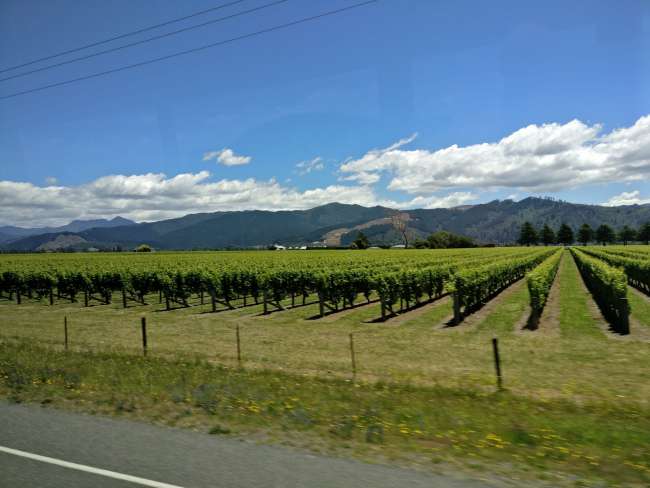 Wine region in the north of the South Island