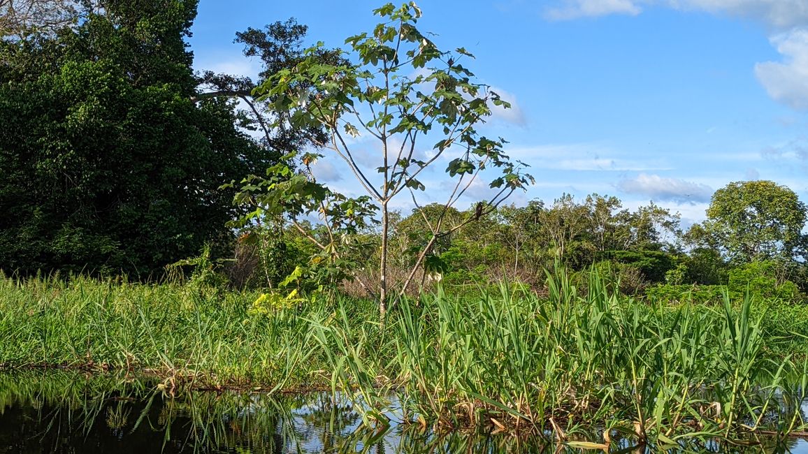2. Día en la selva amazónica