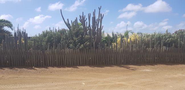 Fence made of cacti