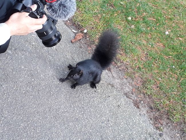 Squirrels in Stanley Park