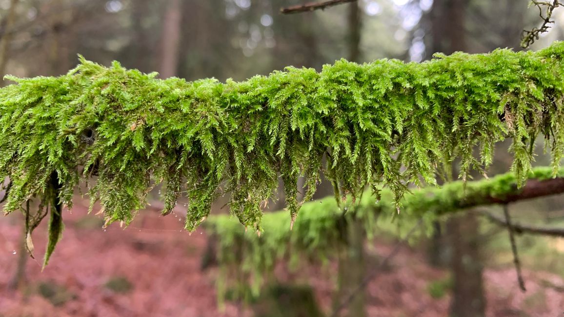 Moss Covered Branch