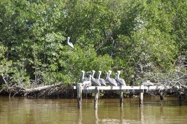 Celestún - More pelicans