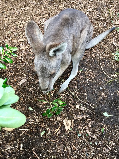 Einmal mit Koalas knuddeln - Besuch im Jirrahlinga Koala & Wildlife Sanctuary