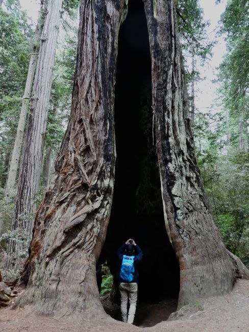redwood np - california