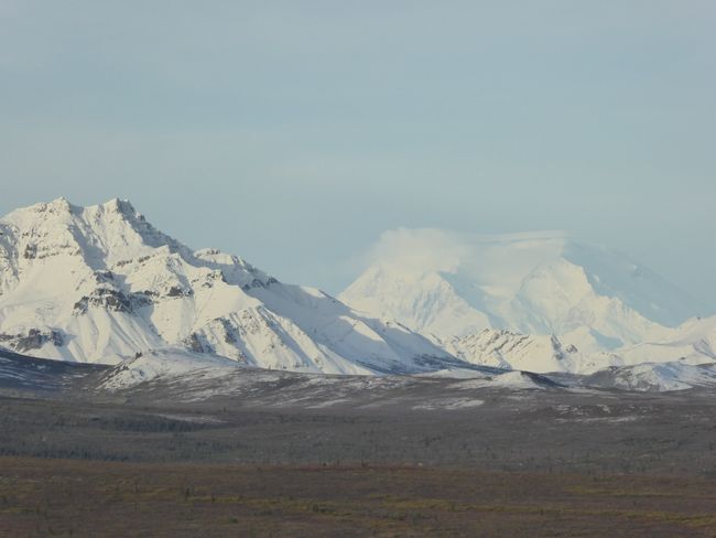 Denali Nationalpark - Bären, Elche und ein wolkenfreier Mt. McKinley